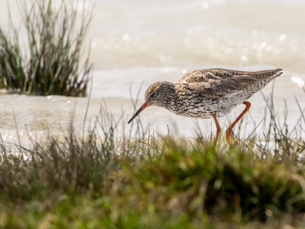 Tringa totanus - Kalužiak červenonohý