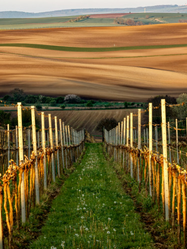 u Šardic při východu