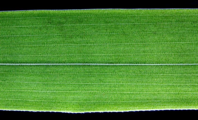 Bambusový list