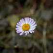 Margaréta