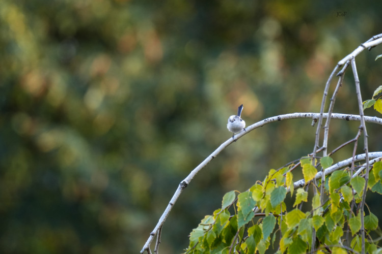 Pripravená na odlet