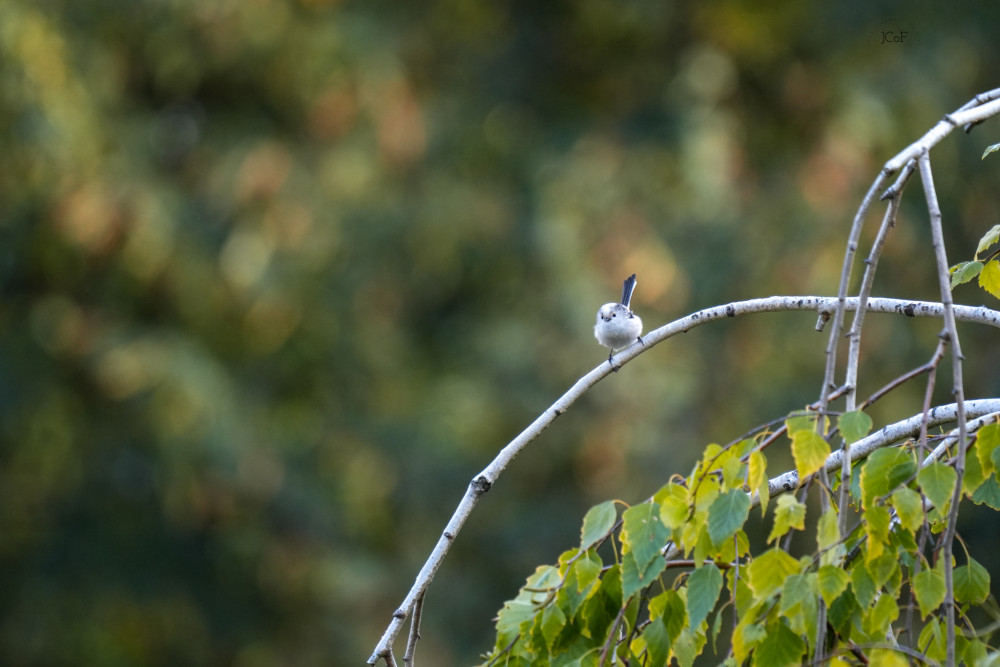 Pripravená na odlet