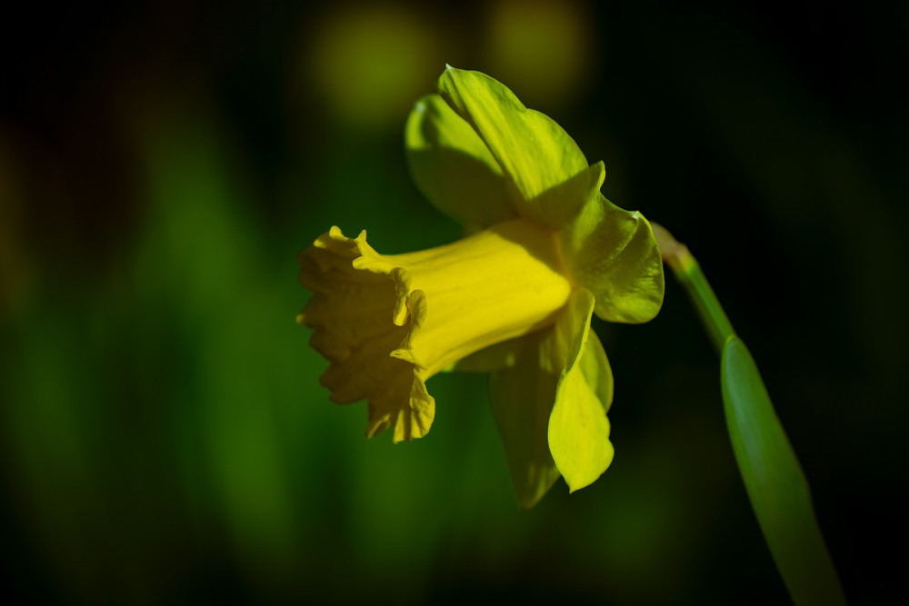 Narcis