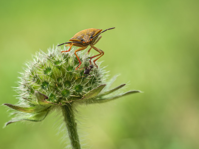 mravec a bzdocha (Heteroptera) s kvapôčkou zapáchajúceho sekrétu