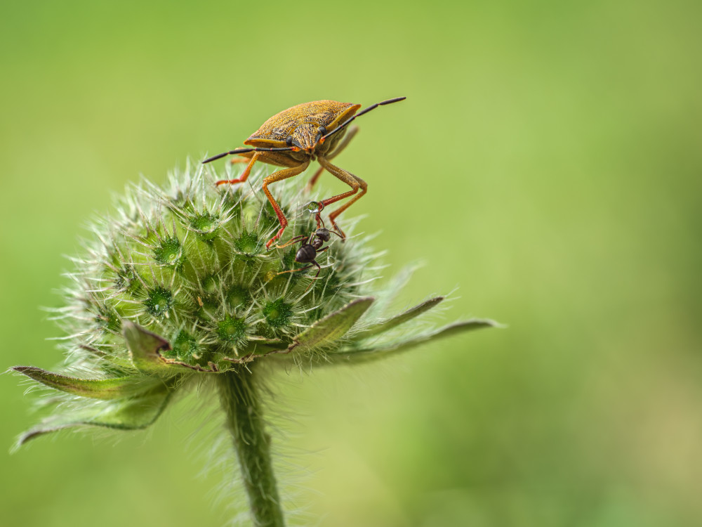 mravec a bzdocha (Heteroptera) s kvapôčkou zapáchajúceho sekrétu
