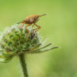 mravec a bzdocha (Heteroptera) s kvapôčkou zapáchajúceho sekrétu