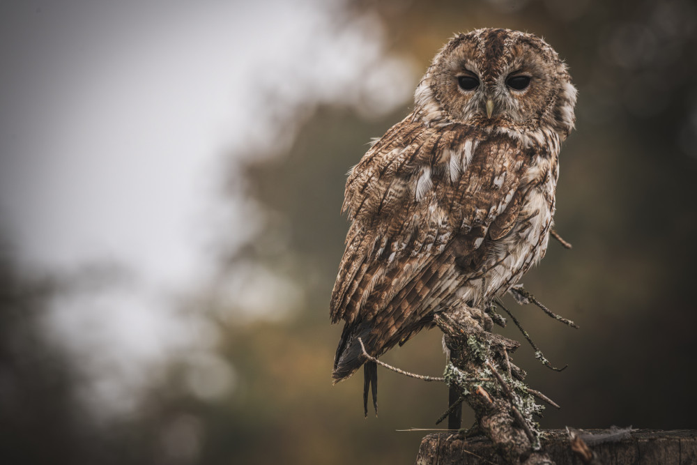 Sova workshopová sediaca