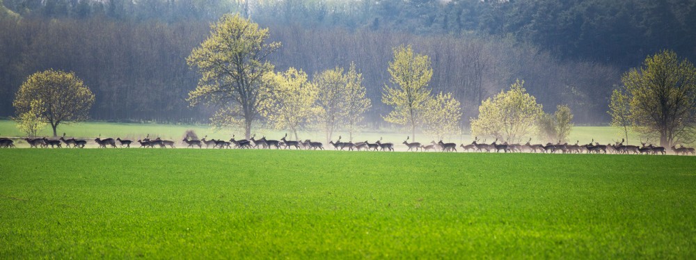 -Slovenské safari-