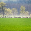 -Slovenské safari-