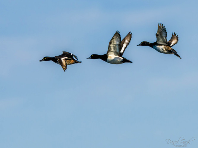 Chochlačka vrkočatá