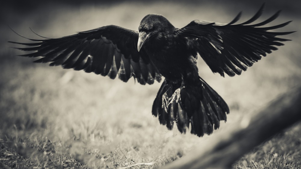 krkavec čierny (Corvus corax) lightroom