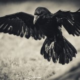 krkavec čierny (Corvus corax) lightroom