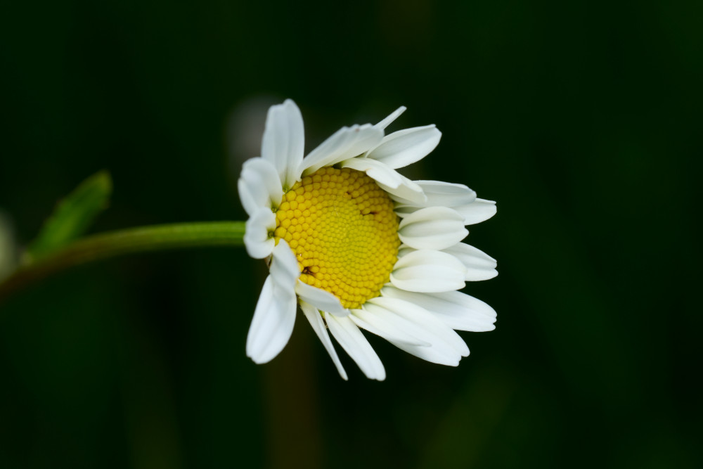 margarétka
