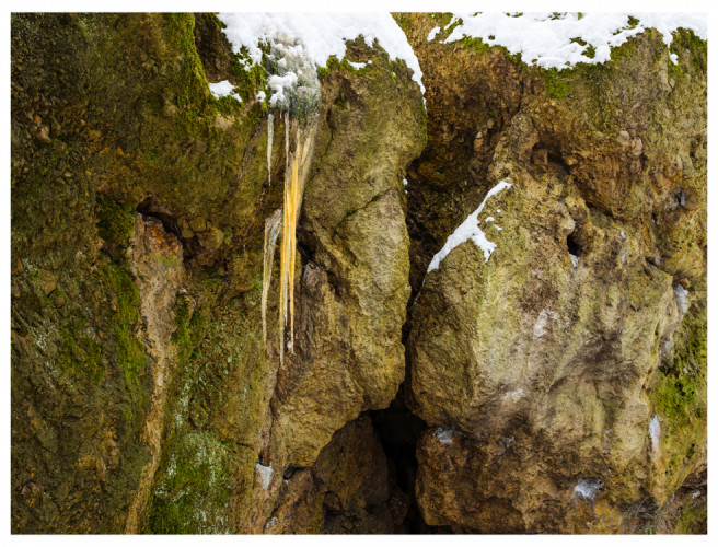 Cervený Kameň, Les