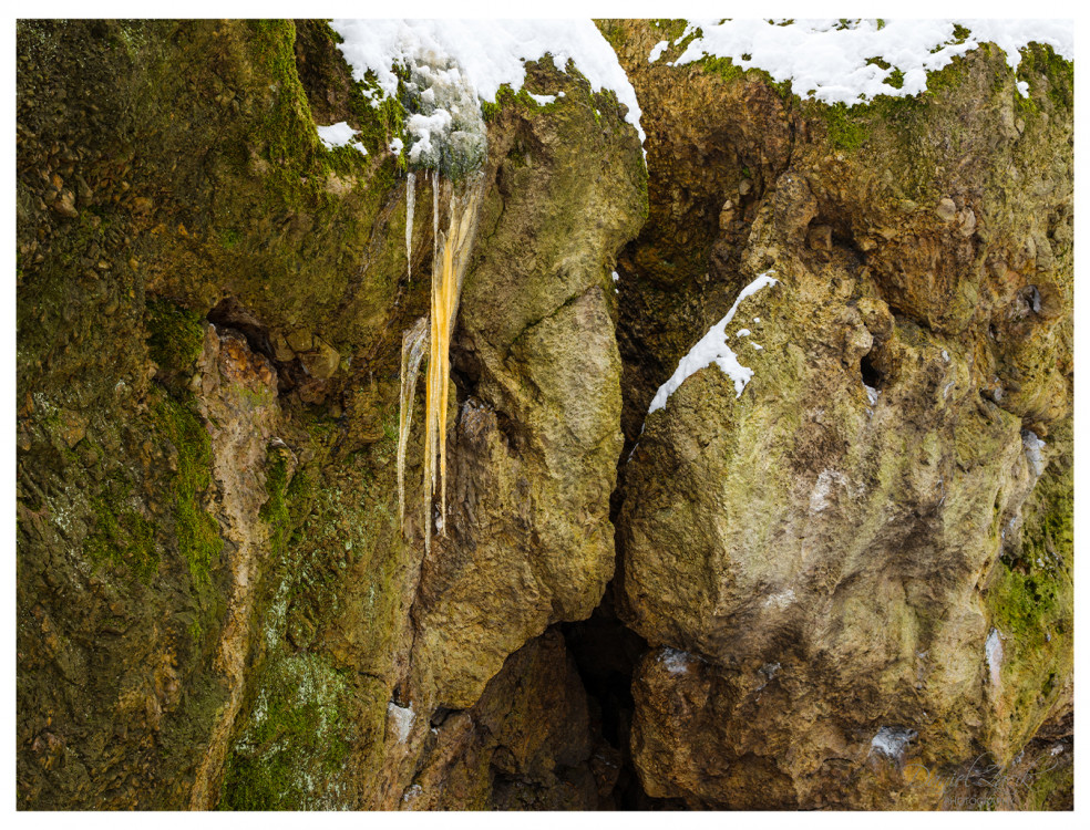 Cervený Kameň, Les