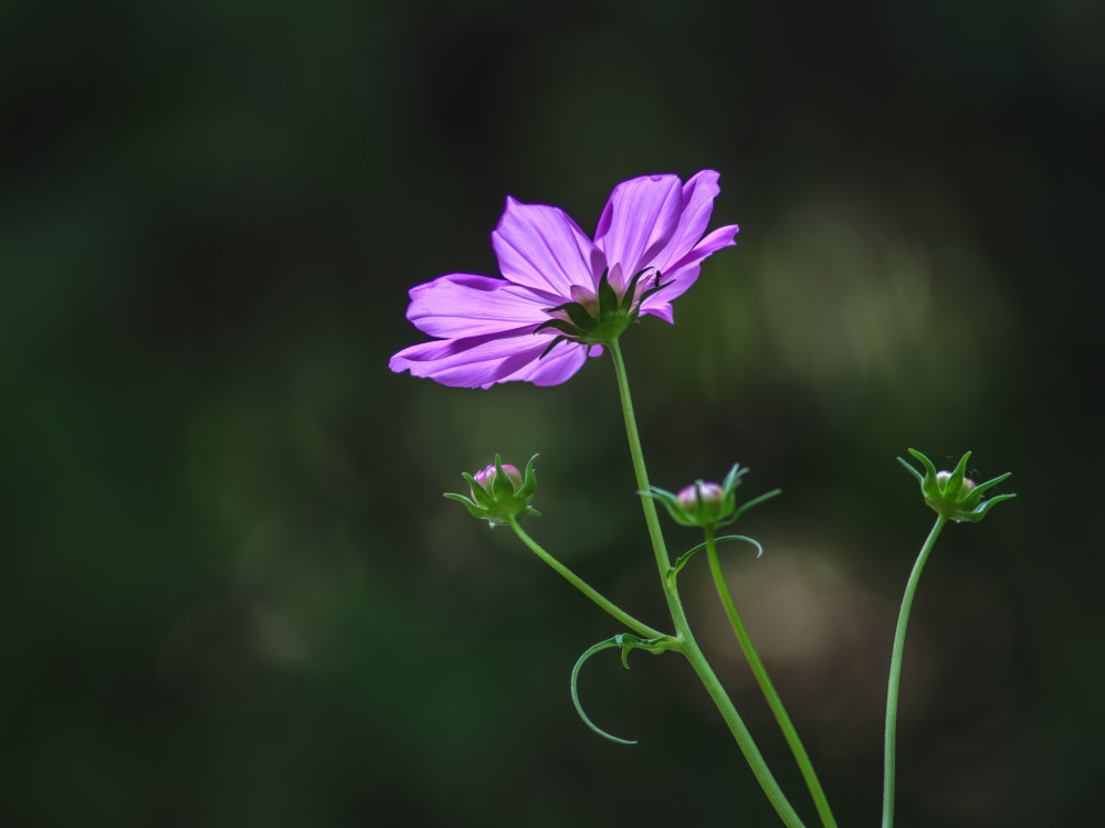 Krasuľka perovitá (Cosmos Bipinnatus)