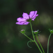 Krasuľka perovitá (Cosmos Bipinnatus)