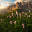 Rozkvitnuté Dolomity