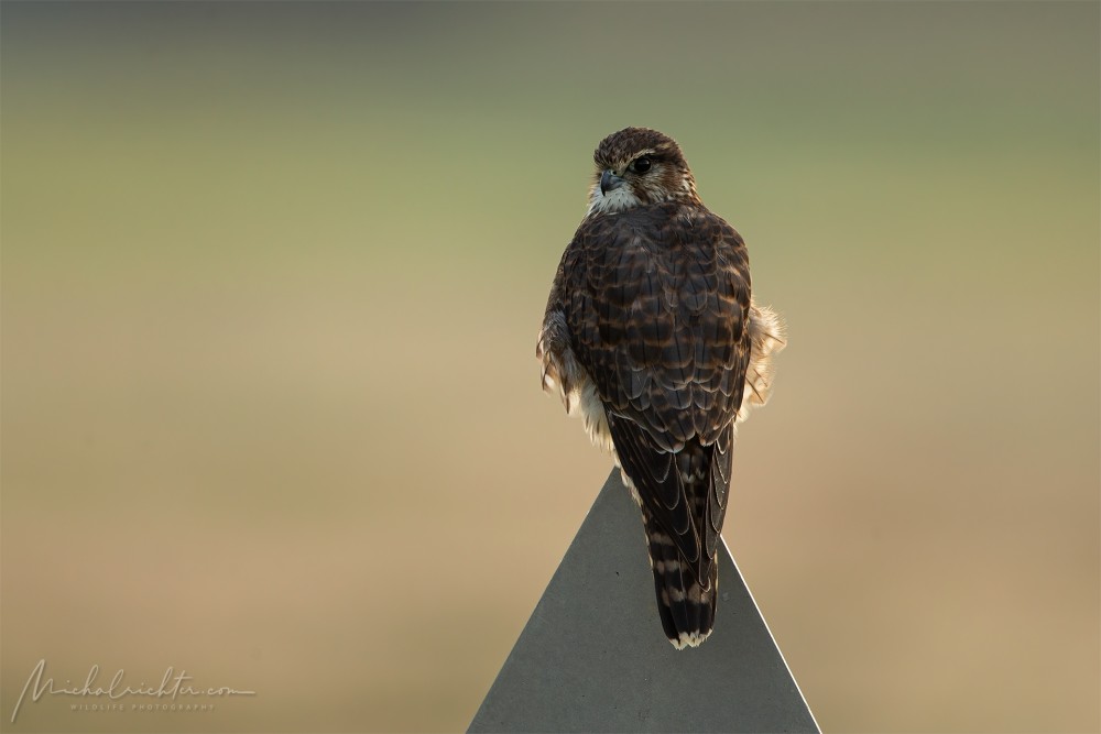 Falco columbarius (sokol kobec)