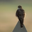 Falco columbarius (sokol kobec)