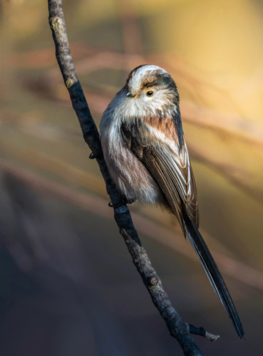 Mlynárka dlhochvostá