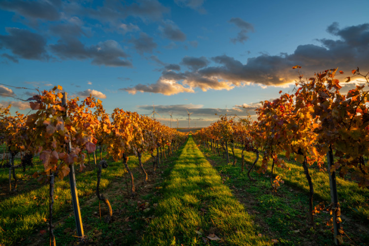 Jeseň vo vinohrade