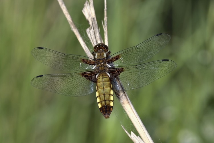 Libellula depressa