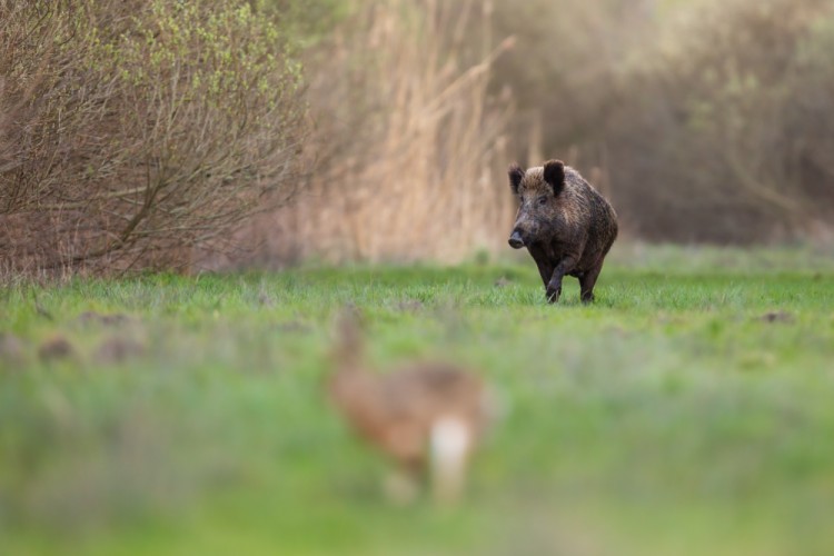 Diviak lesný, The wild boar (Sus scrofa)