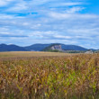 Holý vrch