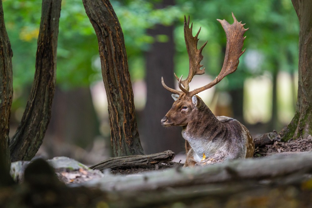 Daniel škvrnitý, Fallow deer (Dama dama)