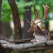 Daniel škvrnitý, Fallow deer (Dama dama)