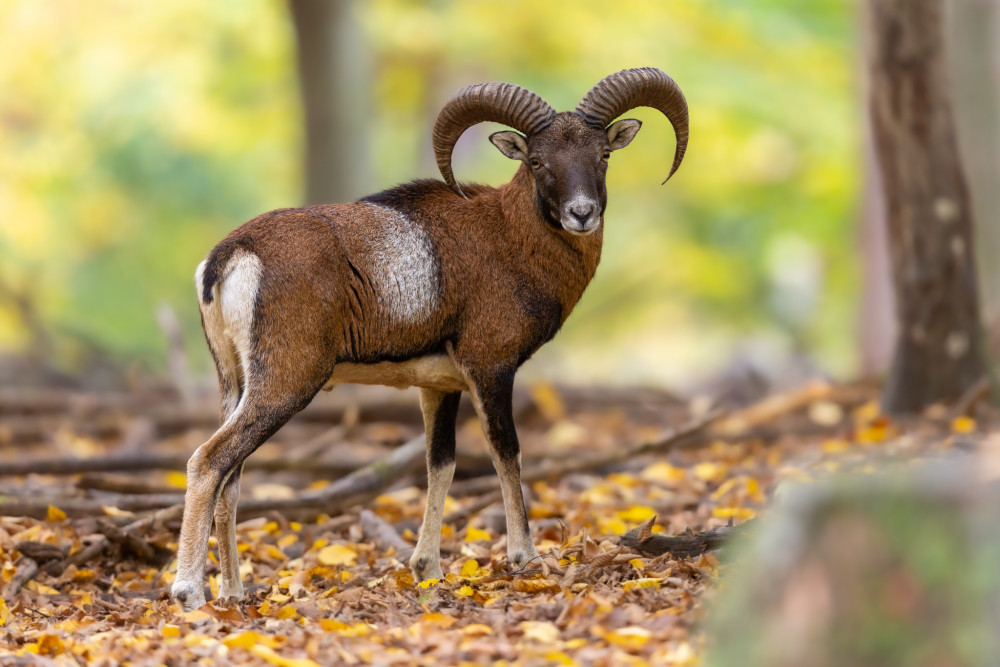 muflón lesný, The European mouflon (Ovis musimon)