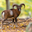 muflón lesný, The European mouflon (Ovis musimon)