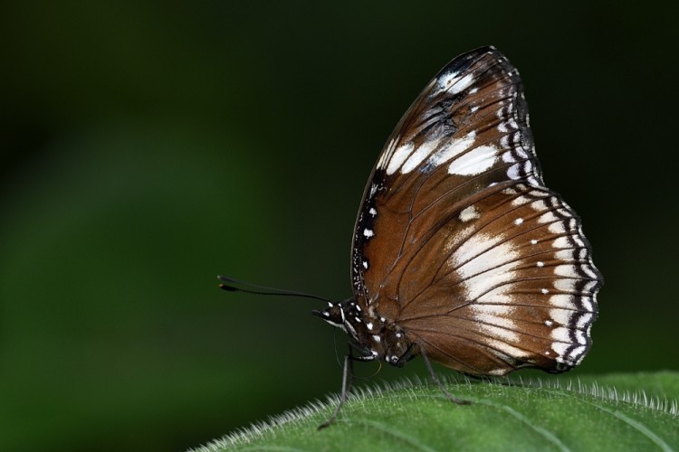 Danaus affinis