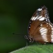 Danaus affinis