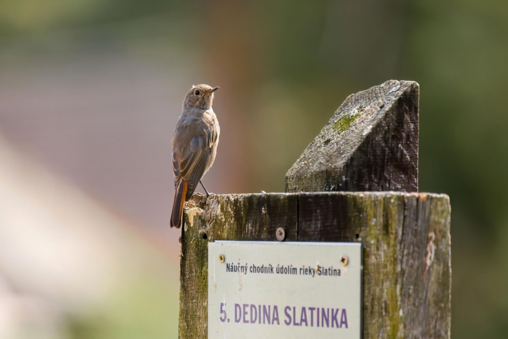 Sprievodca
