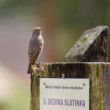 Sprievodca