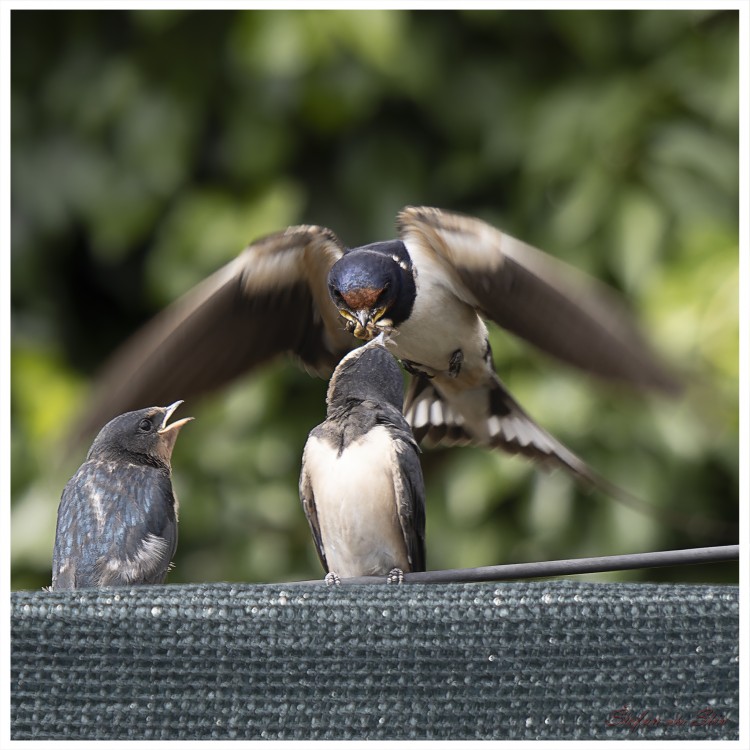 Hirundo rustica (Lastovička obyčajná)