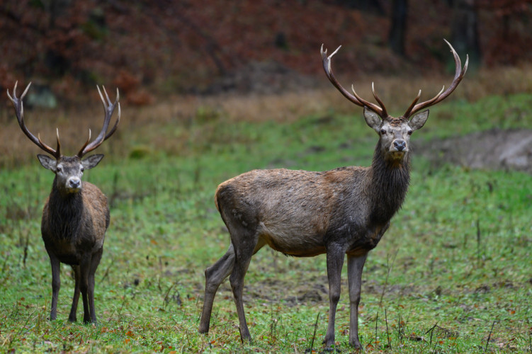 Jeleň lesný - Cervus elaphus