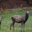 Jeleň lesný - Cervus elaphus