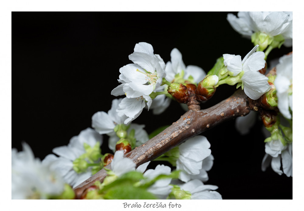 čerešňa