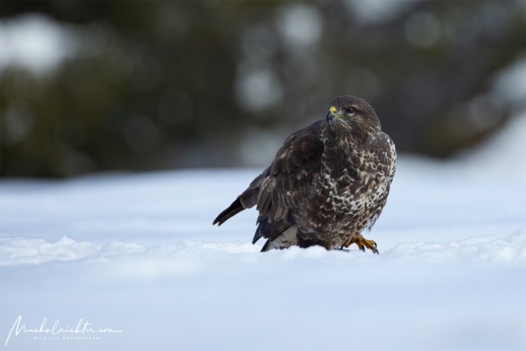 Buteo buteo (myšiak hôrny)