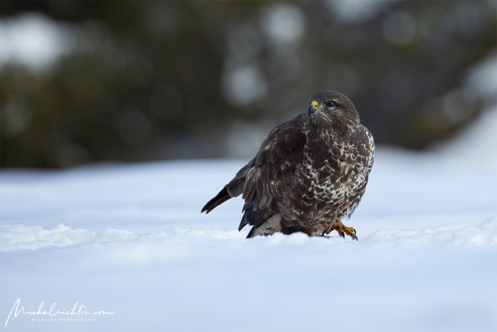 Buteo buteo (myšiak hôrny)