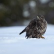 Buteo buteo (myšiak hôrny)