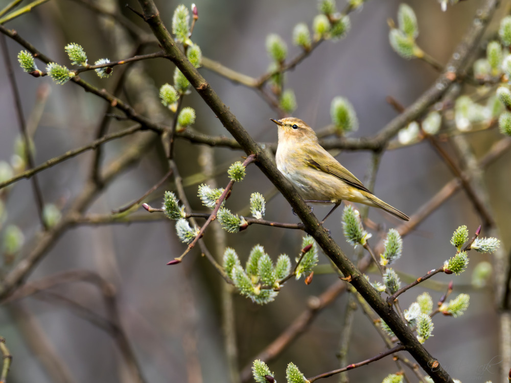 Kolibiarik čipčavý