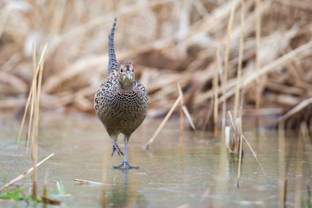 bažant poľovný (Phasianus colchicus)