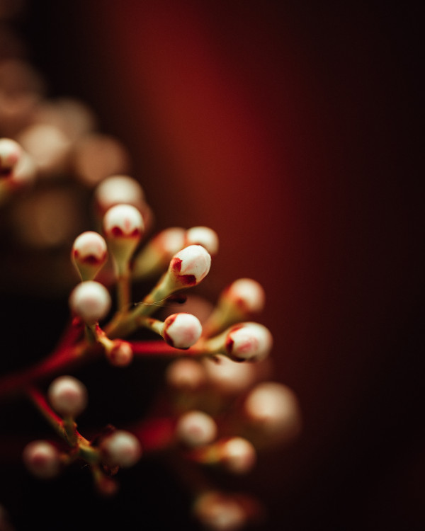 Prírodná Elegancia