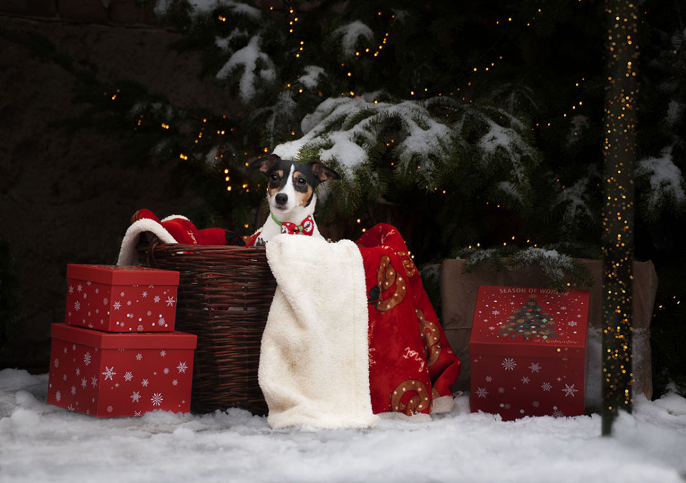 Christmas portrait of a female Jack Russel