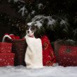Christmas portrait of a female Jack Russel