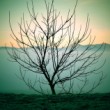lomostrom